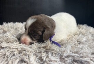 AKC Brittany spaniel puppies image 3