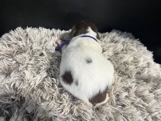 AKC Brittany spaniel puppies image 4