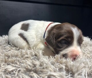 AKC Brittany spaniel puppies image 5