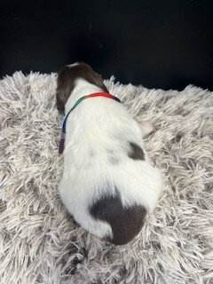 AKC Brittany spaniel puppies image 6