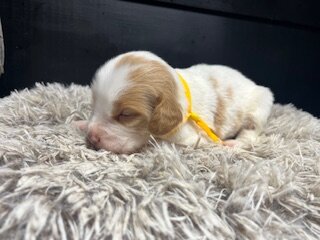 AKC Brittany spaniel puppies image 1