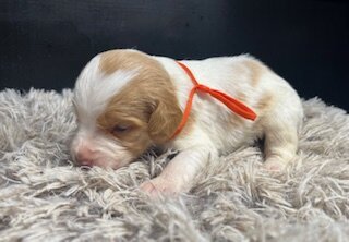 AKC Brittany spaniel puppies image 7
