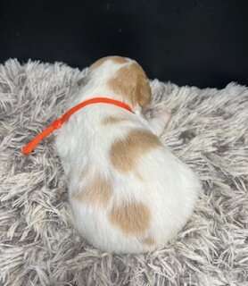 AKC Brittany spaniel puppies image 8