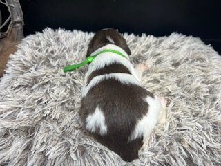 AKC Brittany spaniel puppies image 9