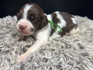 AKC Brittany spaniel puppies image 10