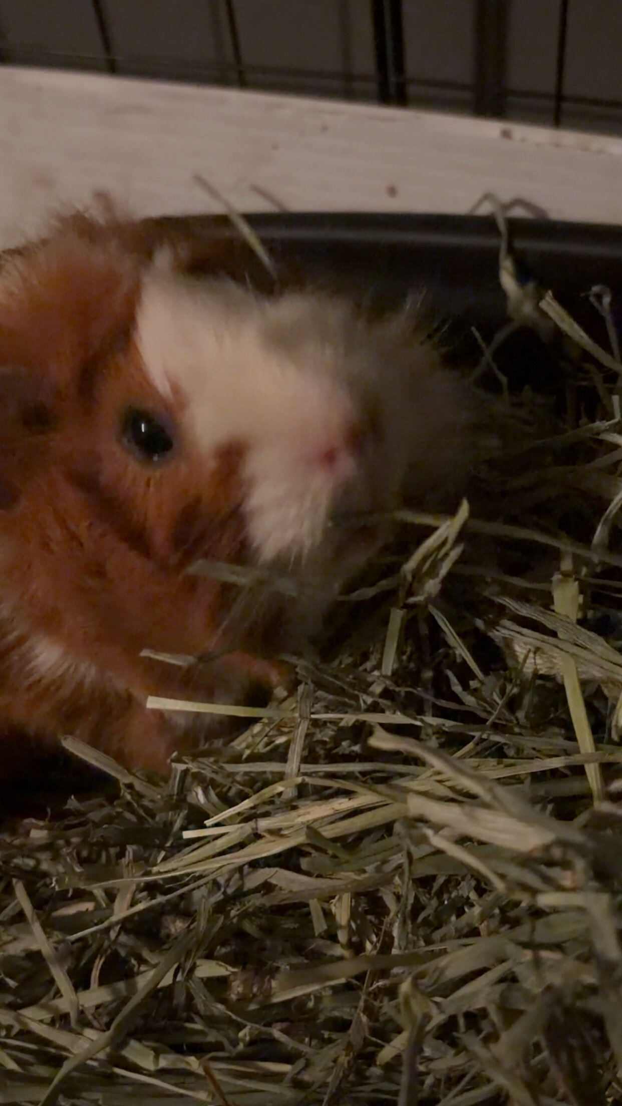 Guinea pigs image 2