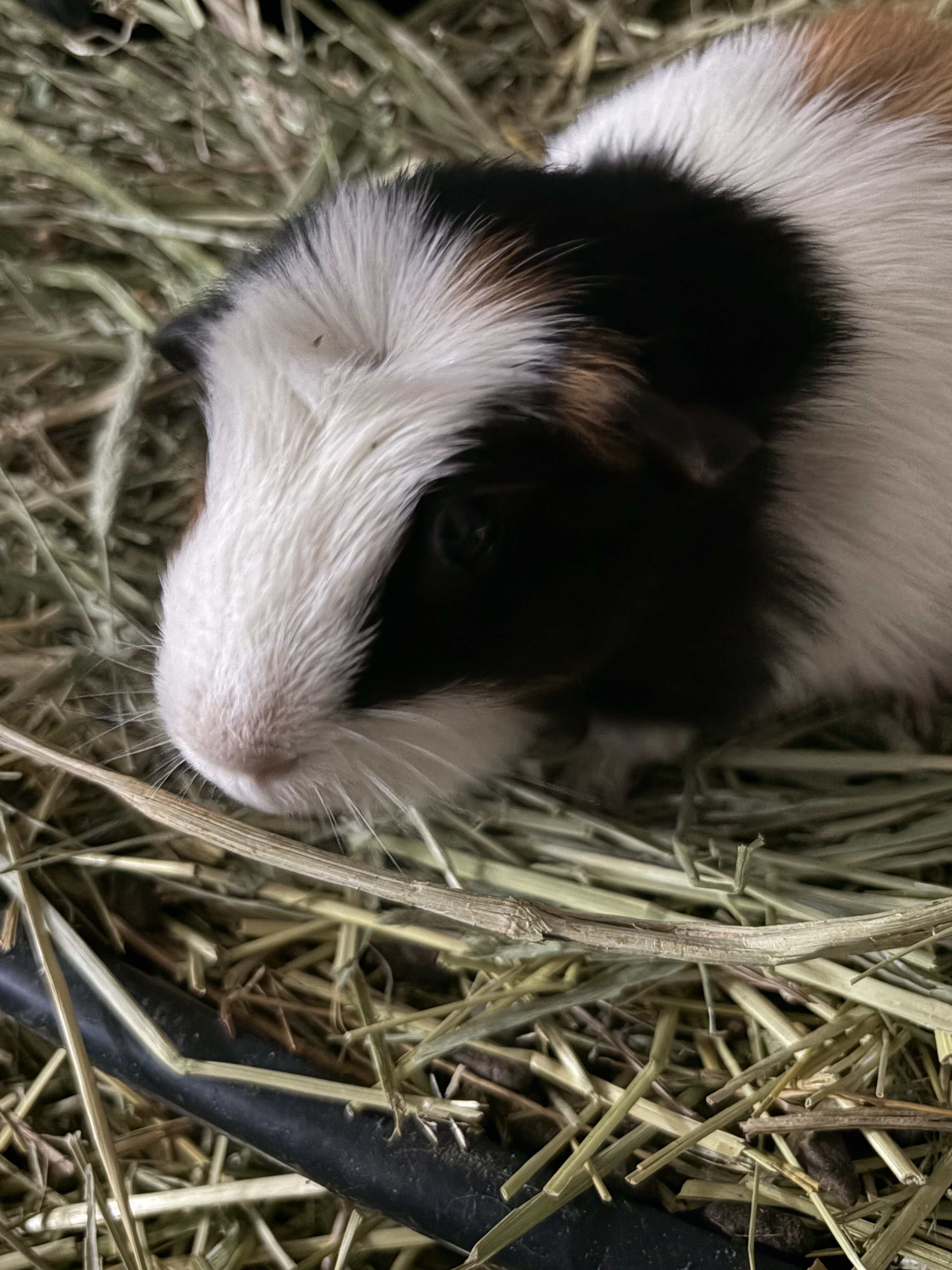 Guinea pigs image 1