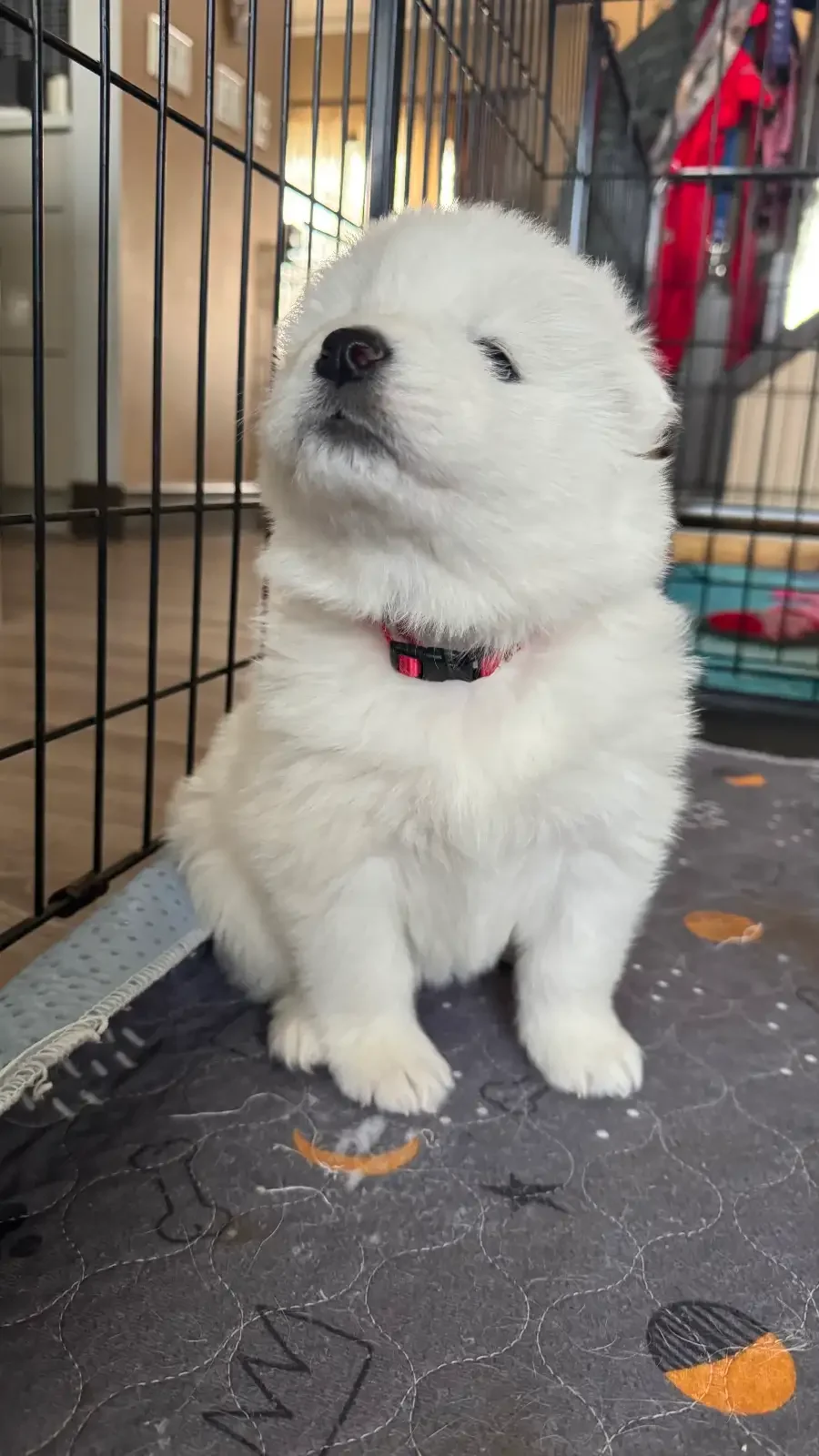 Healthy samoyed puppies for sale image 1