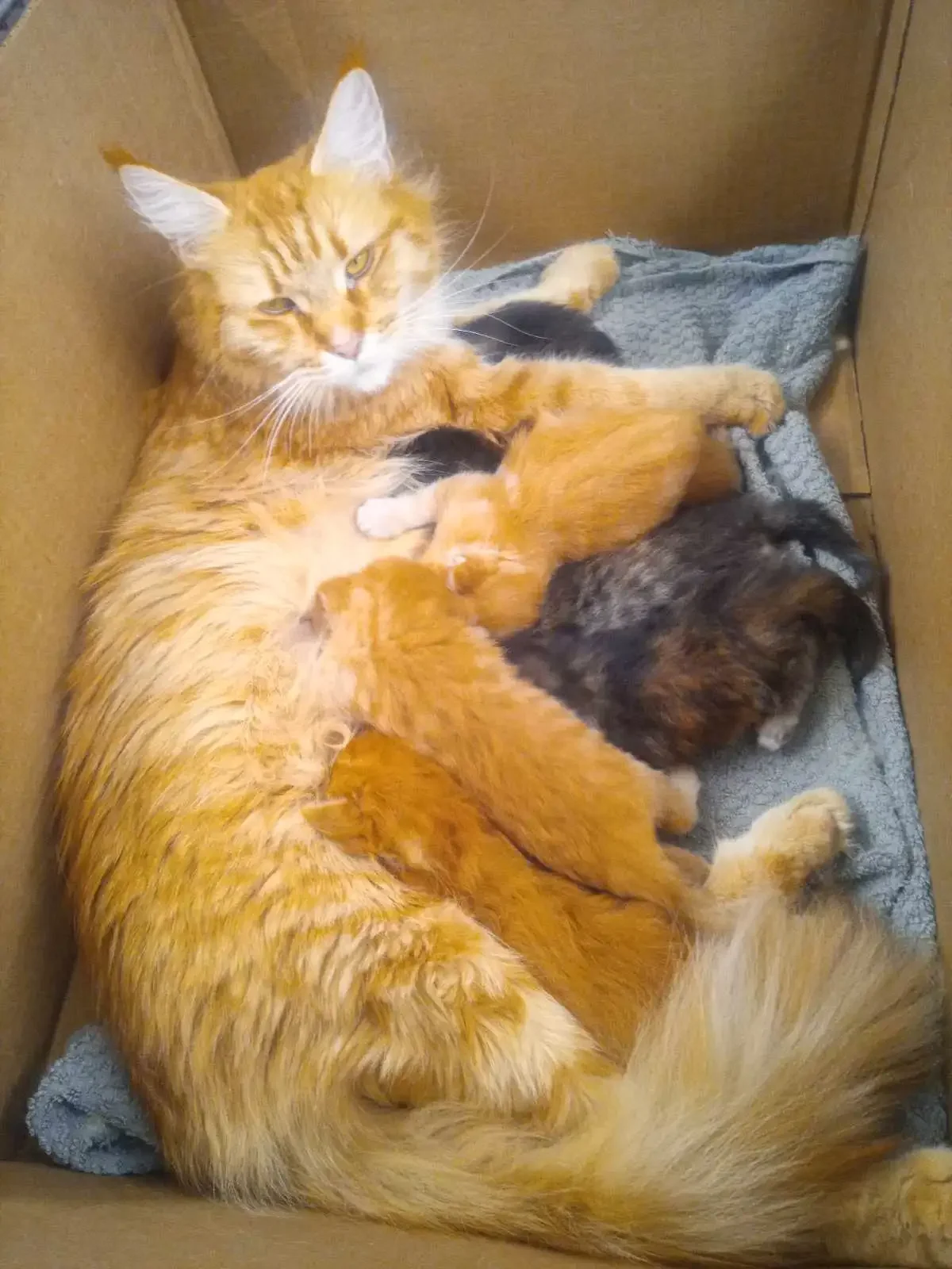 5 maine coon kittens for sale image 1
