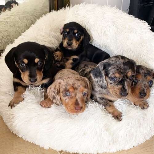 Adorable 11-Week Dapple Dachshund Puppies!!! image 1