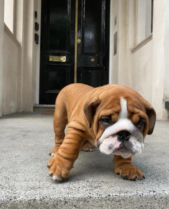English Bulldog puppies available image 1
