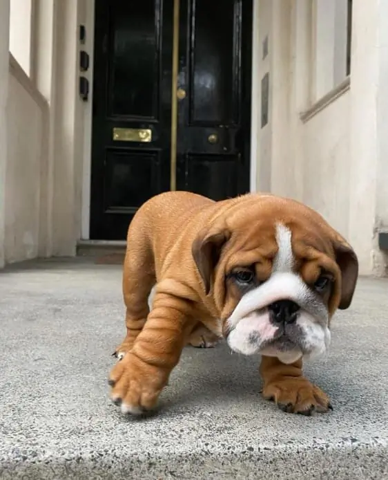 English Bulldog puppies available | PetClassifieds.com - petclassifieds