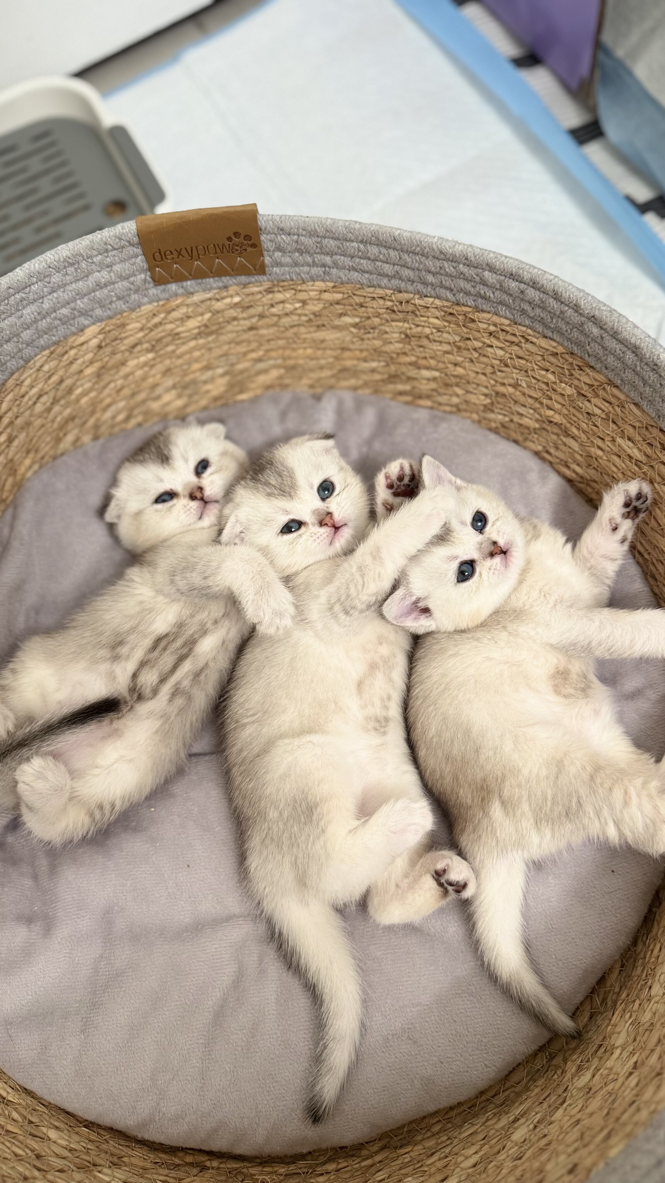 Scottish Shorthair Chinchilla Kittens image 5