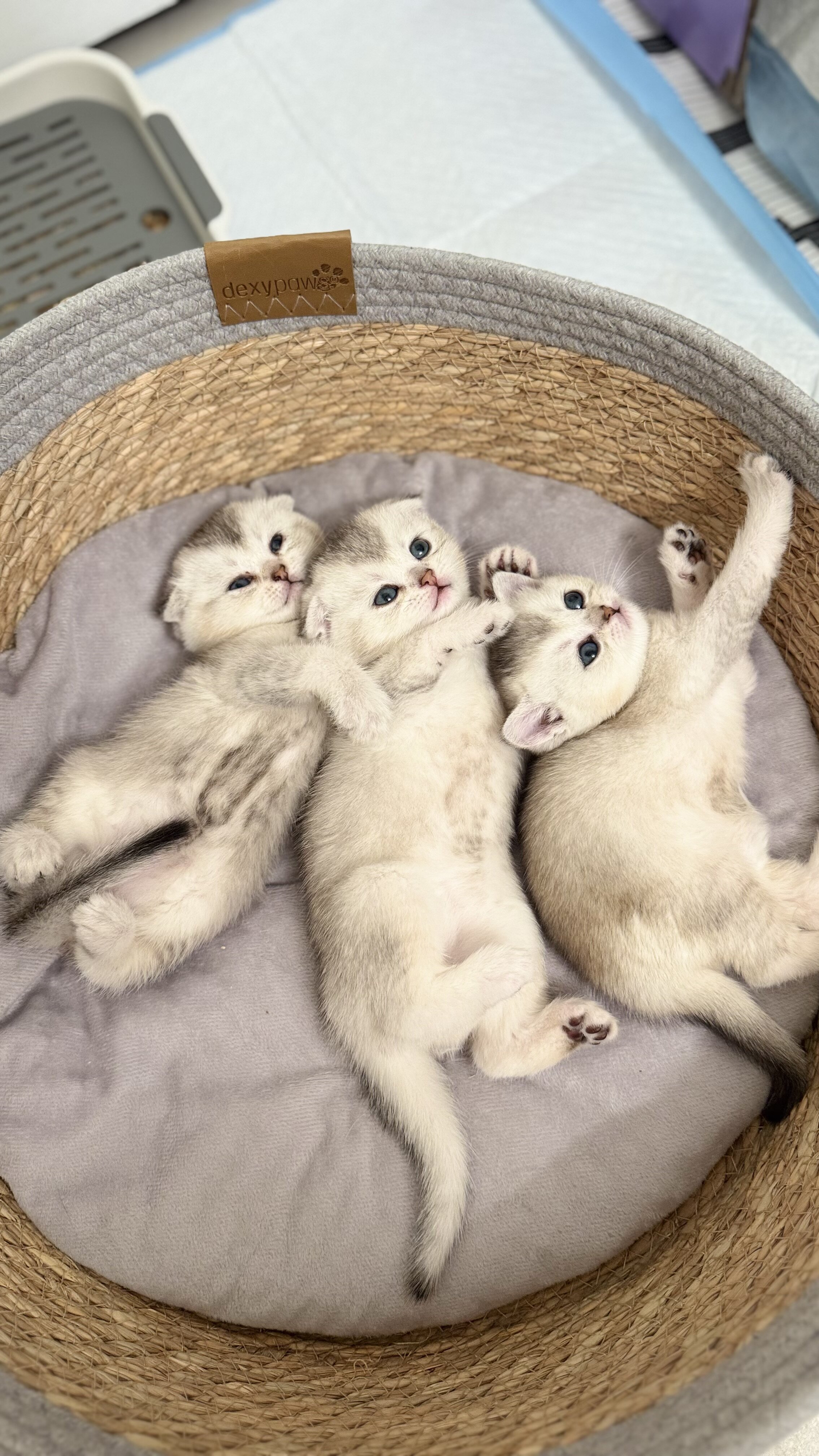 Scottish Shorthair Chinchilla Kittens image 4