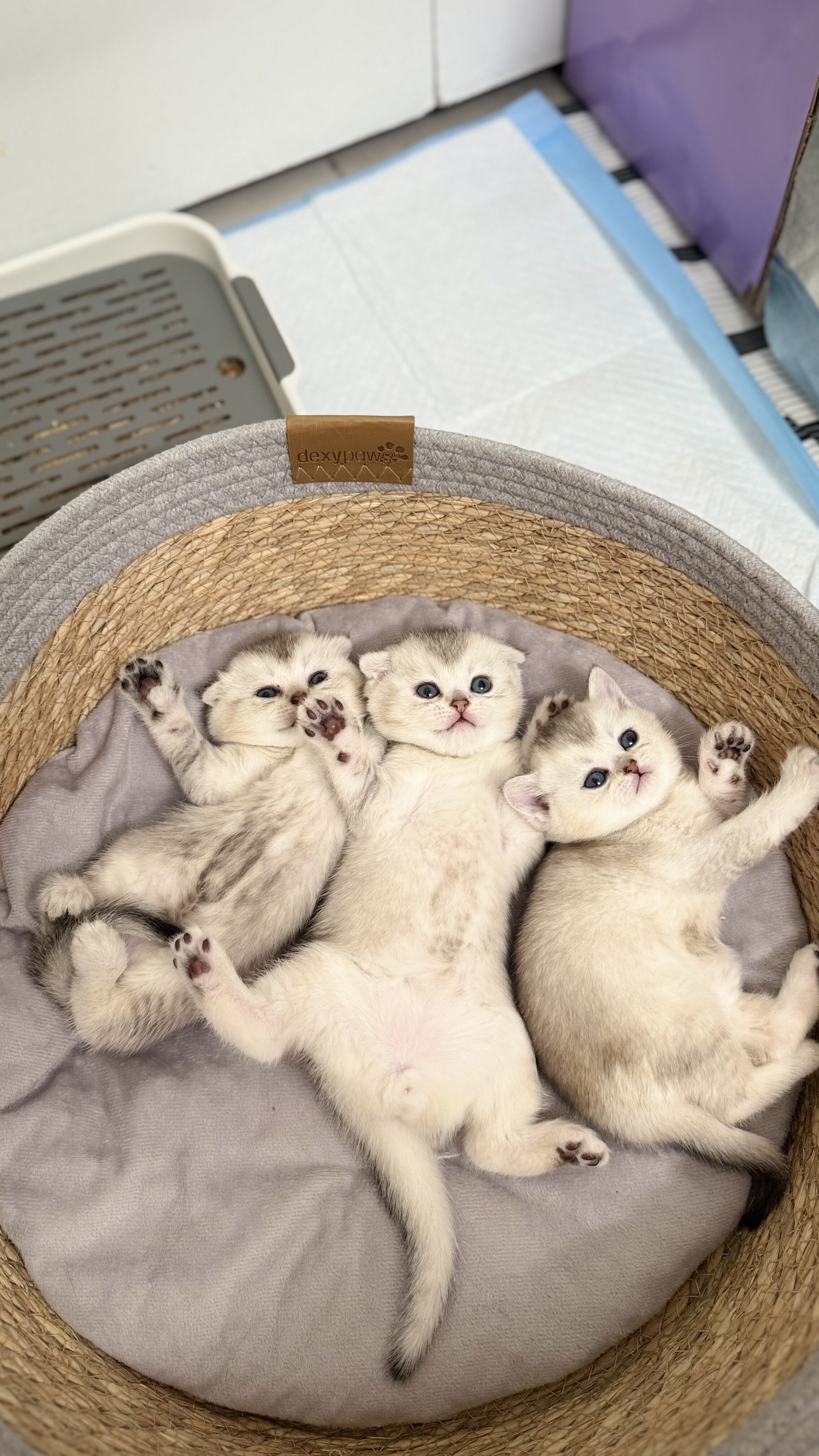 Scottish Shorthair Chinchilla Kittens image 3