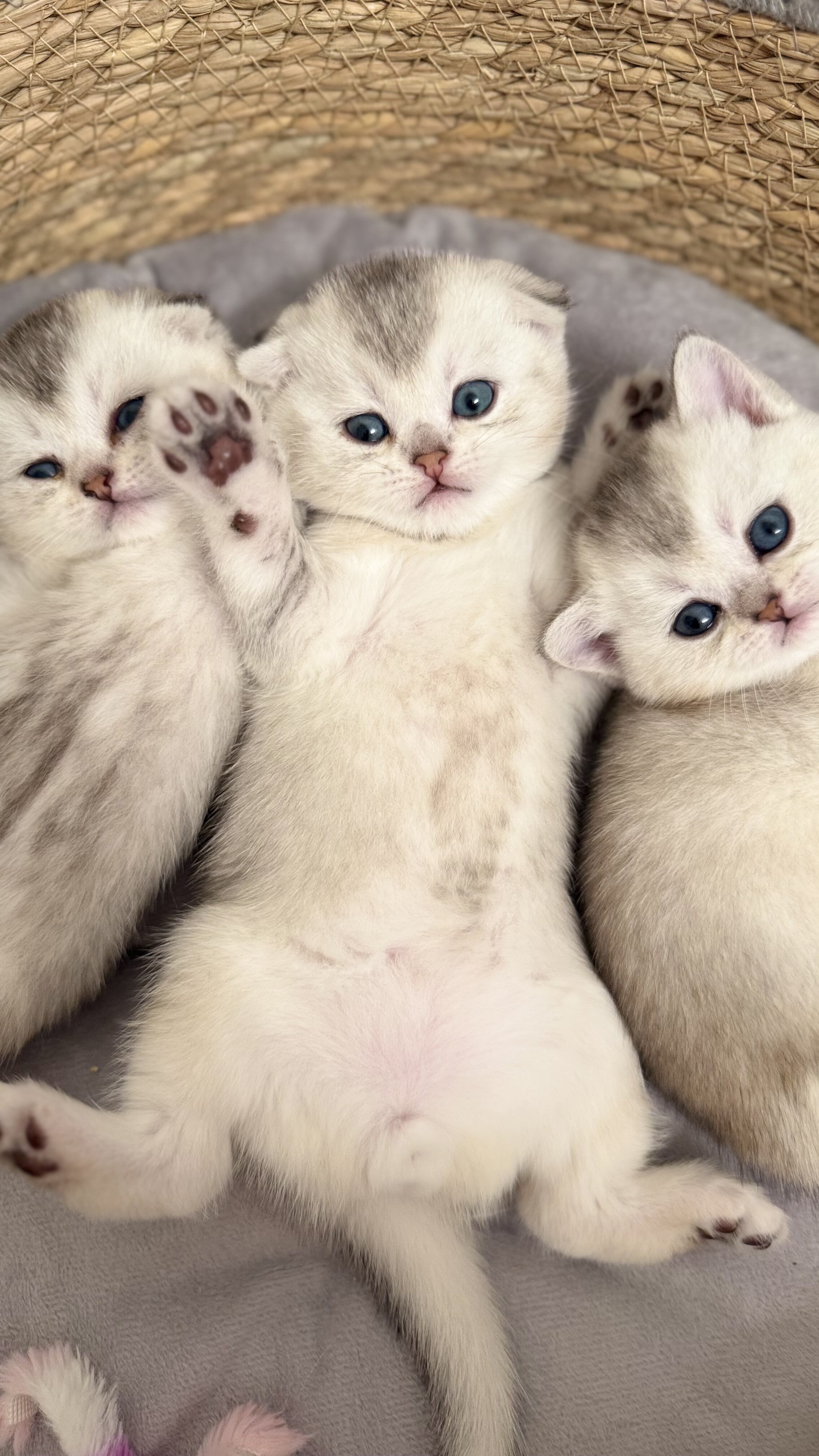 Scottish Shorthair Chinchilla Kittens image 2