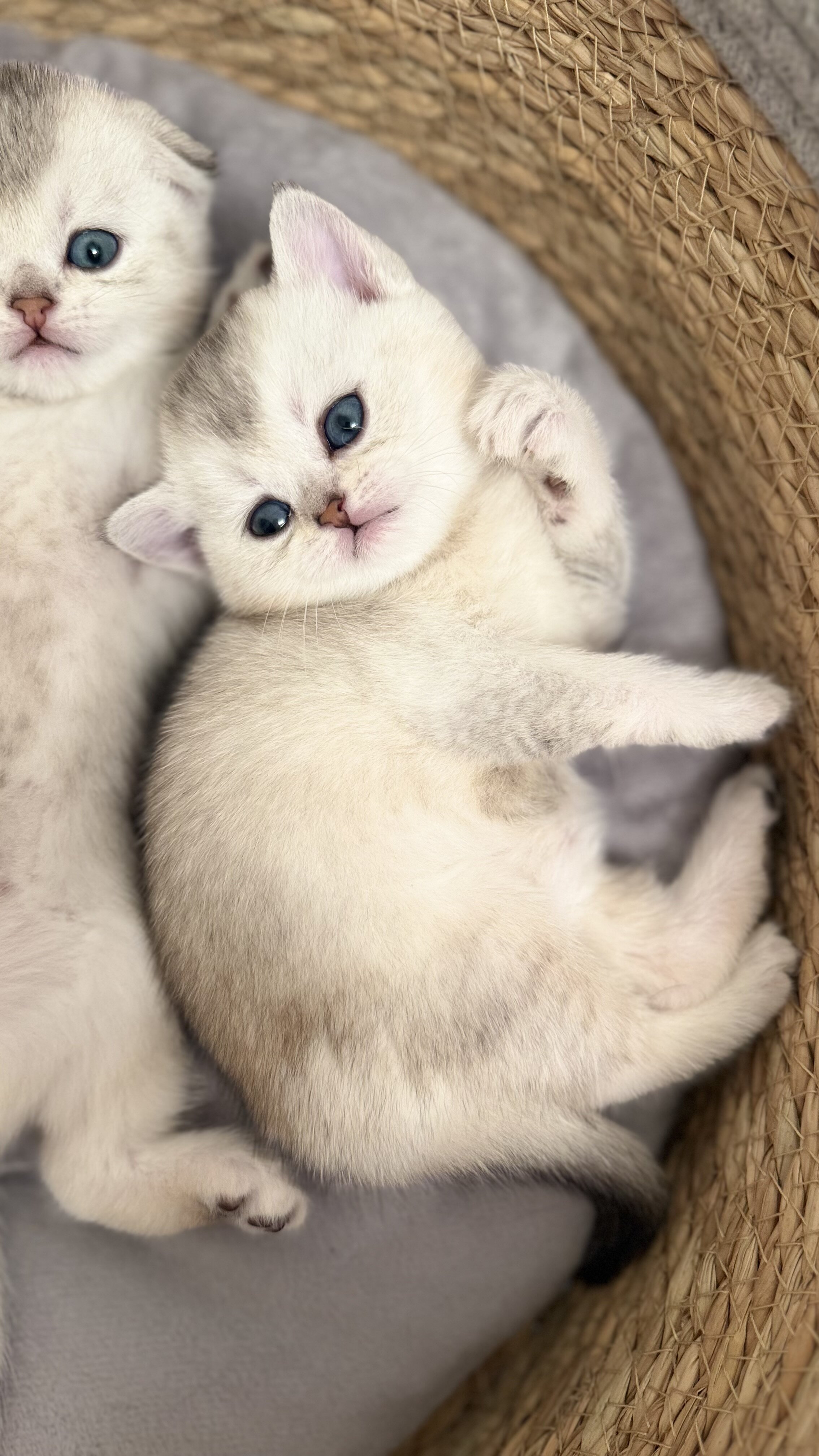 Scottish Shorthair Chinchilla Kittens image 1