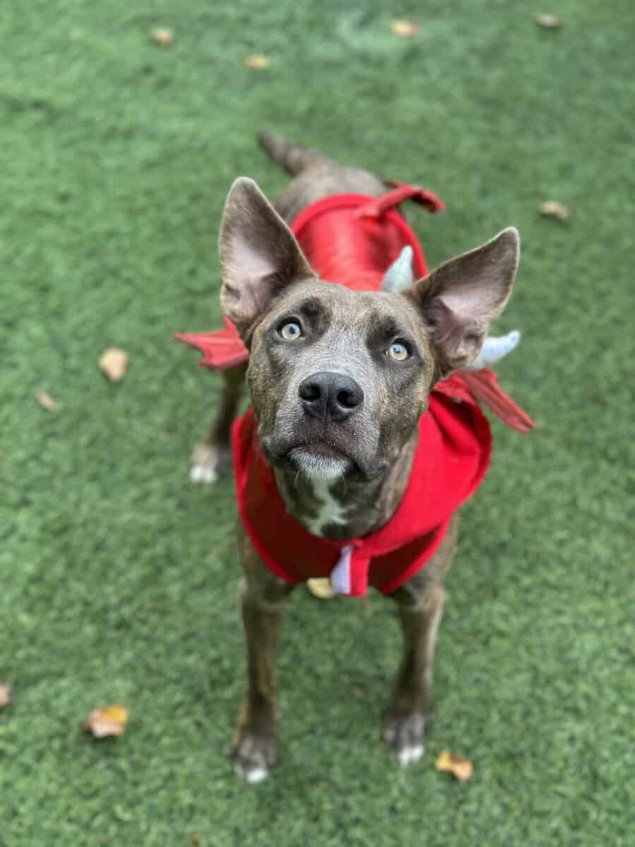Pitbull mix looking for his forever home image 1