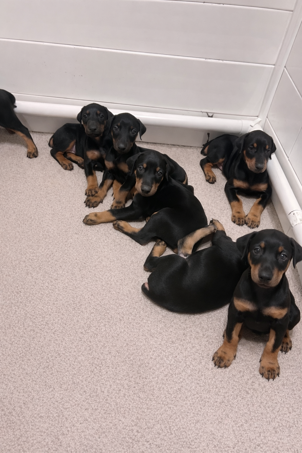 Doberman pup male  looking for good home image 7