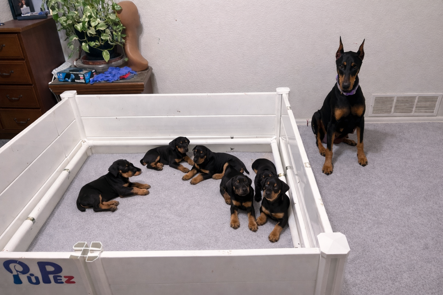 Doberman pup male  looking for good home image 6