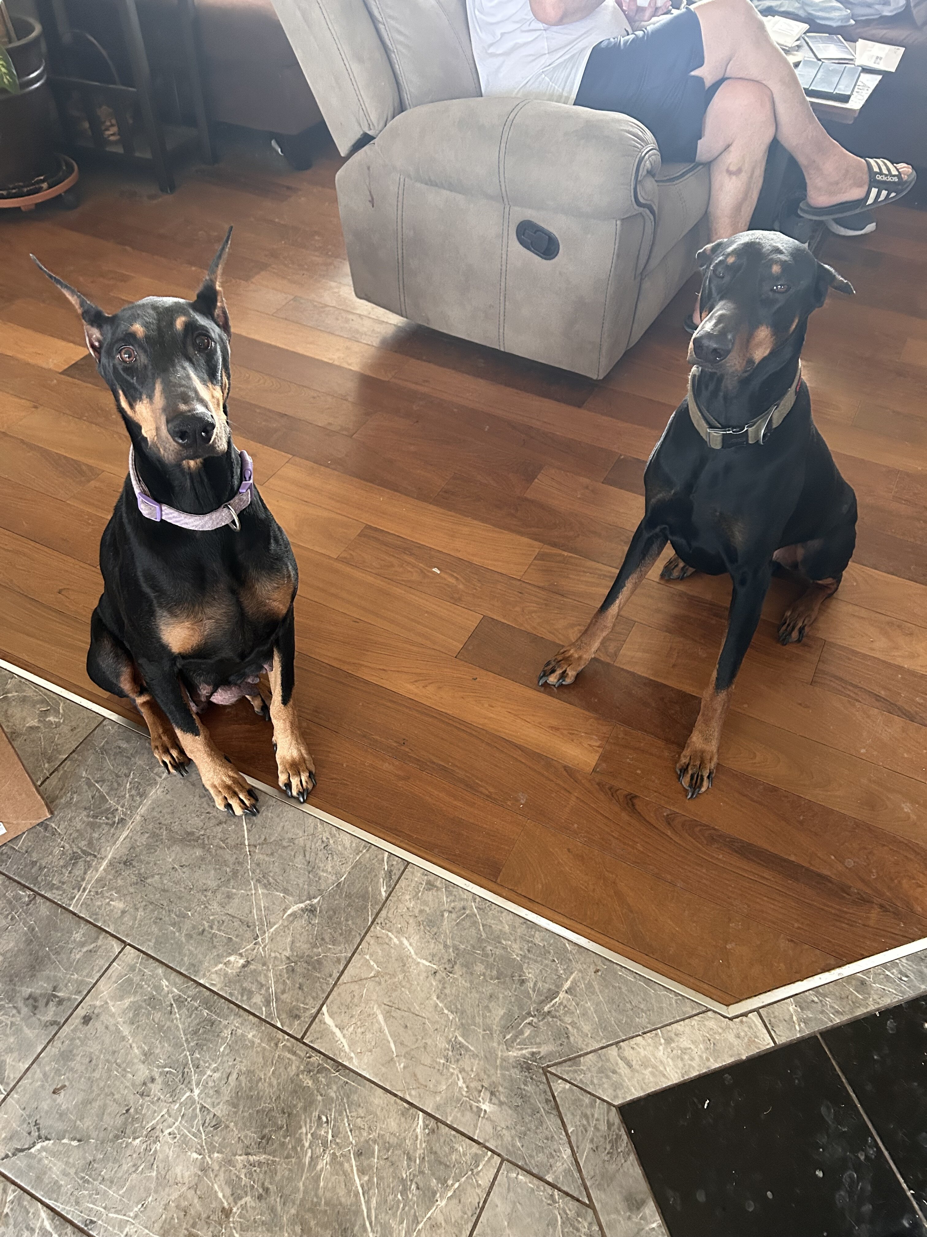 Doberman pup male  looking for good home image 5