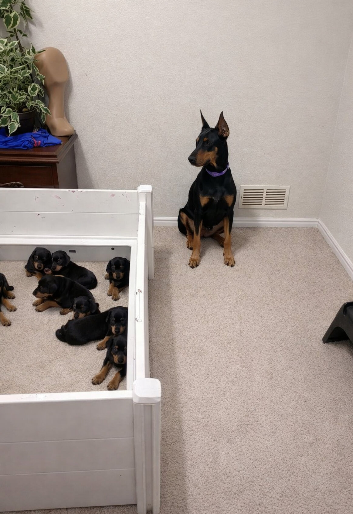 Doberman pup male  looking for good home image 3