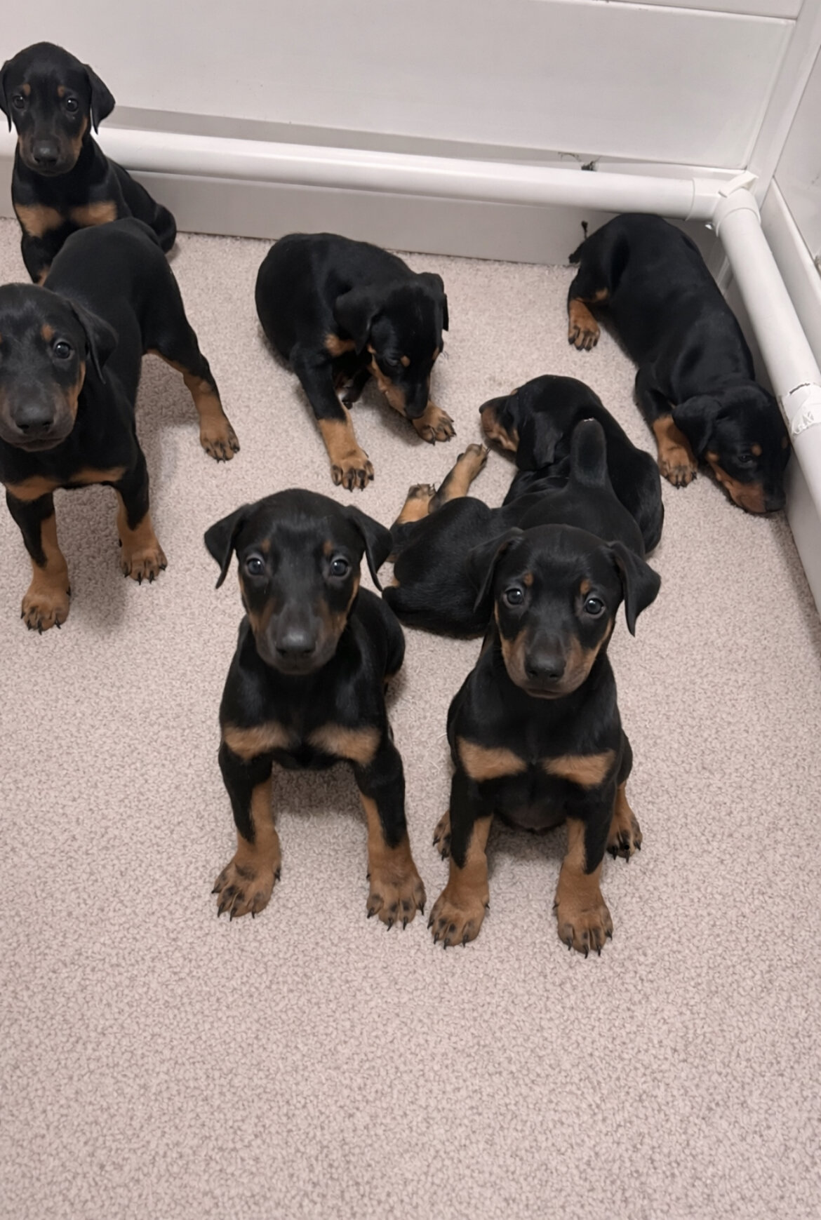 Doberman pup male  looking for good home image 2
