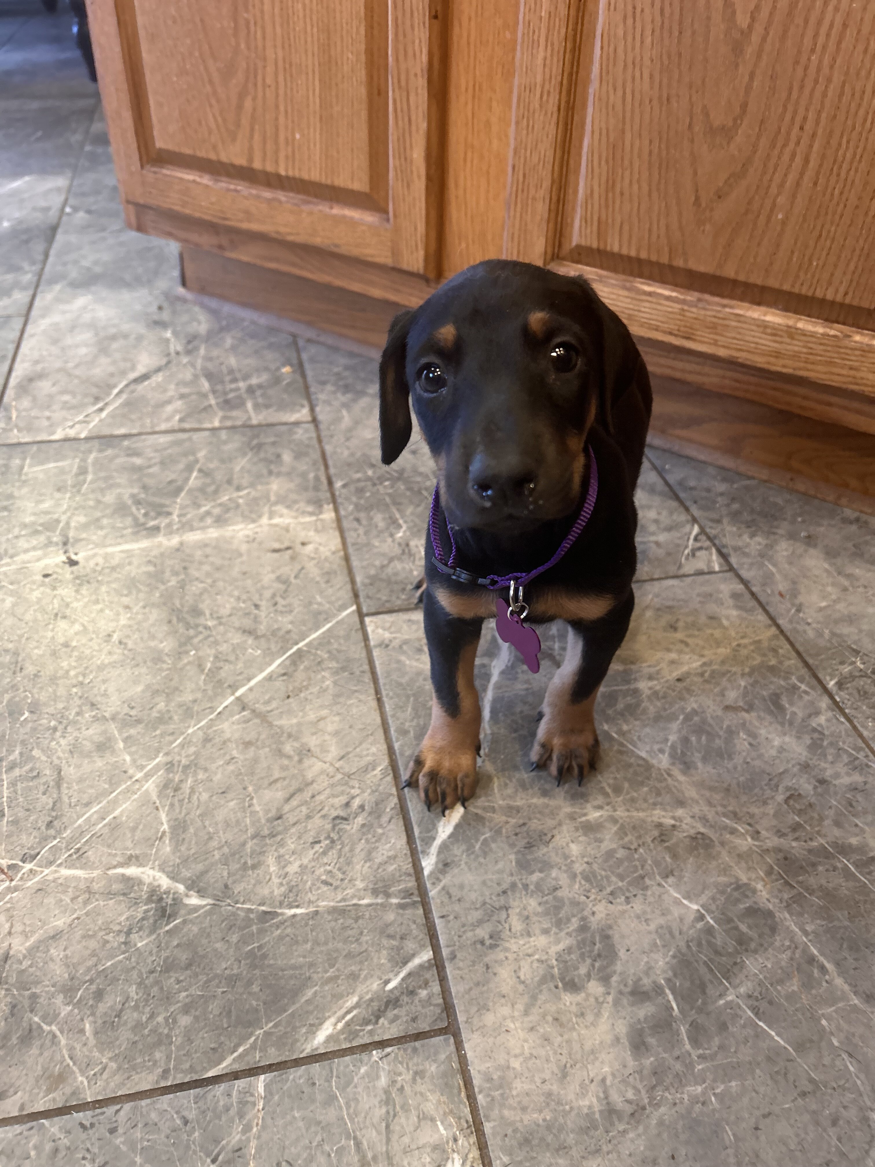 Doberman pup male  looking for good home image 1