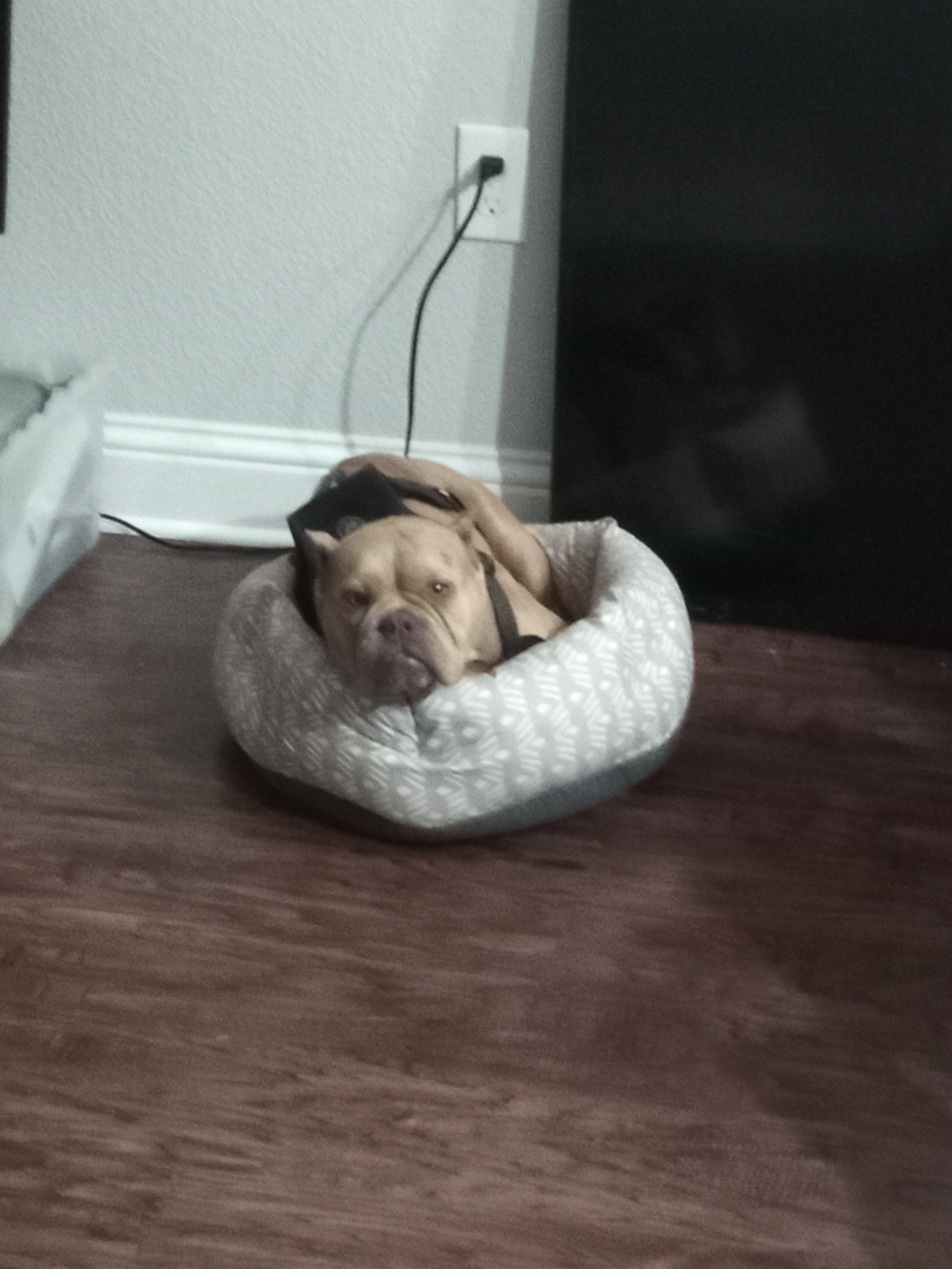 Micro Pocket Bully *Cookie* image 9
