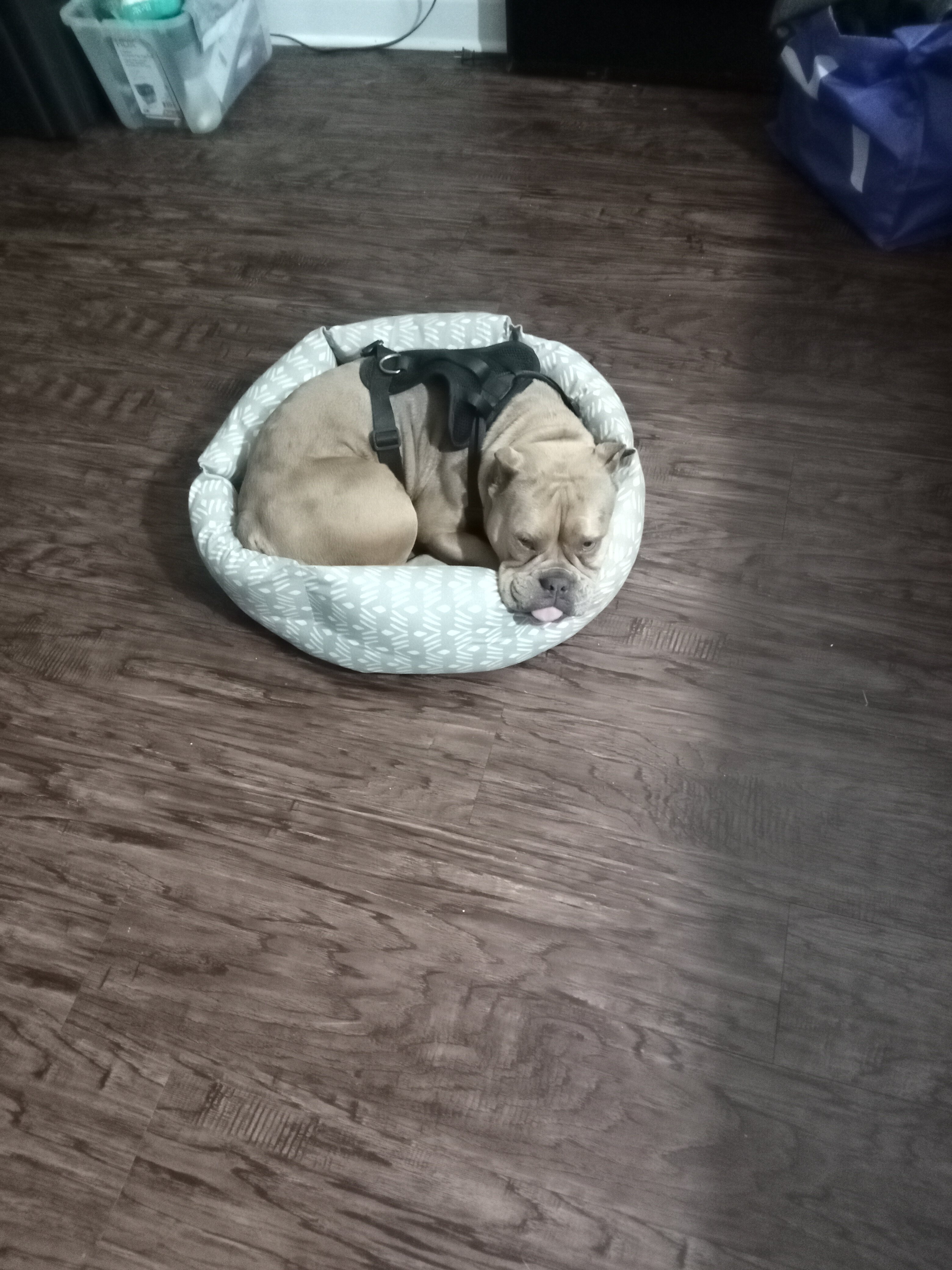 Micro Pocket Bully *Cookie* image 10