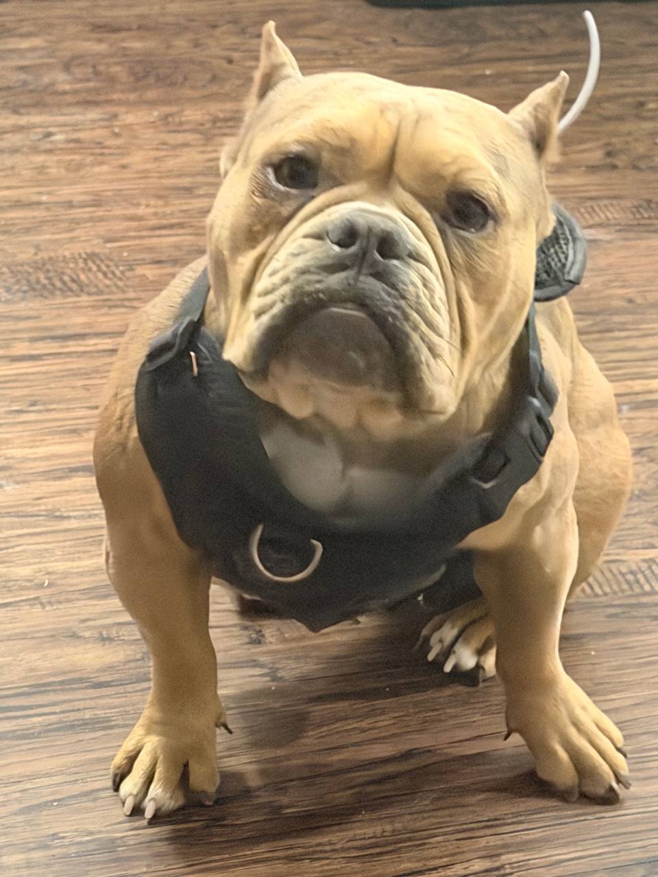 Micro Pocket Bully *Cookie* image 4