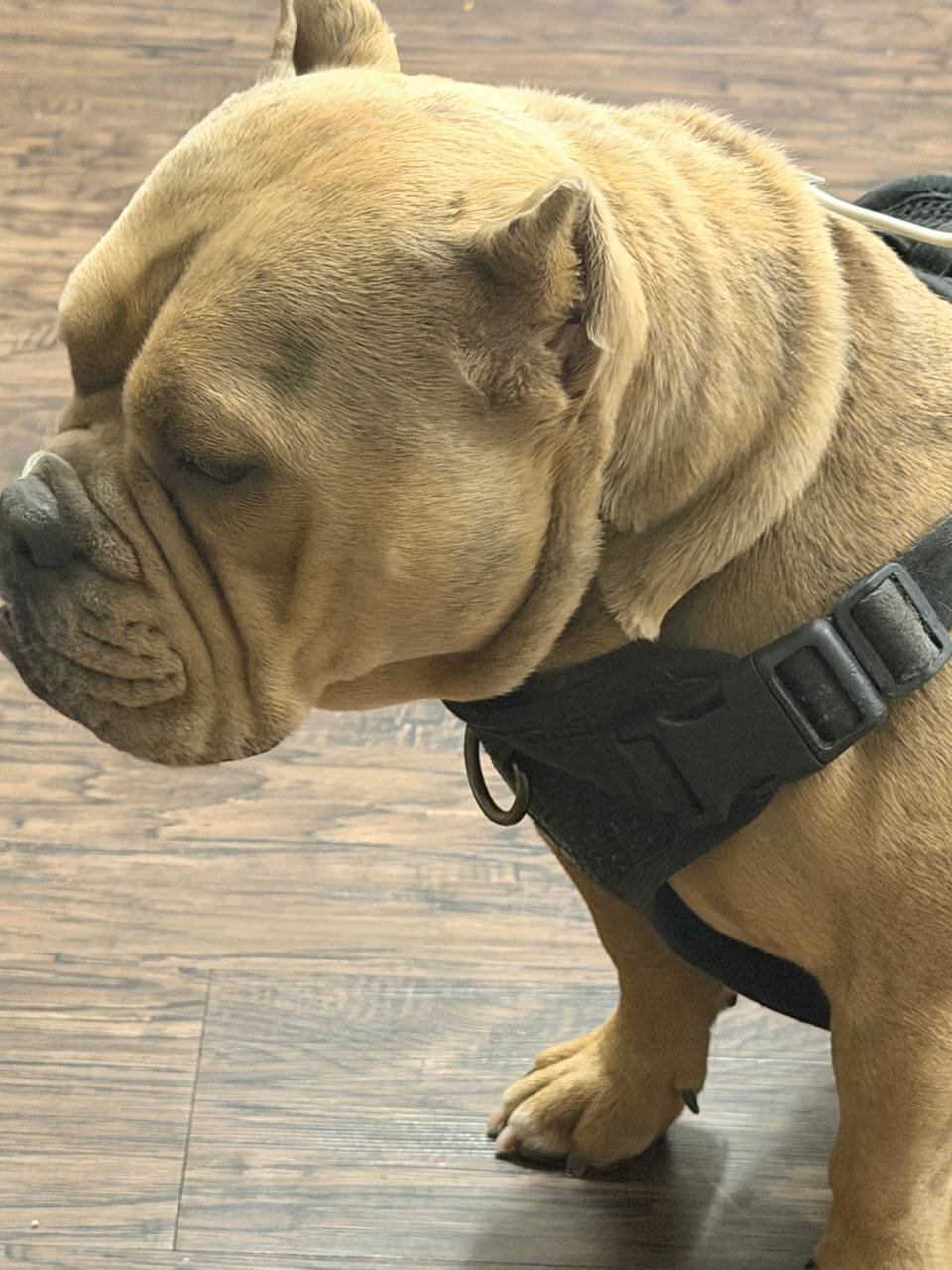 Micro Pocket Bully *Cookie* image 2