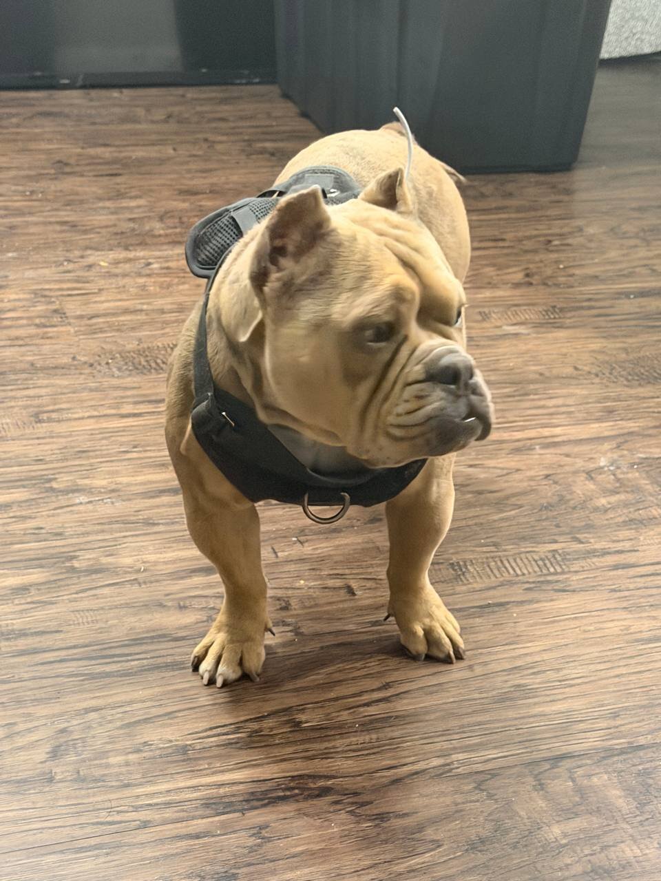 Micro Pocket Bully *Cookie* image 3