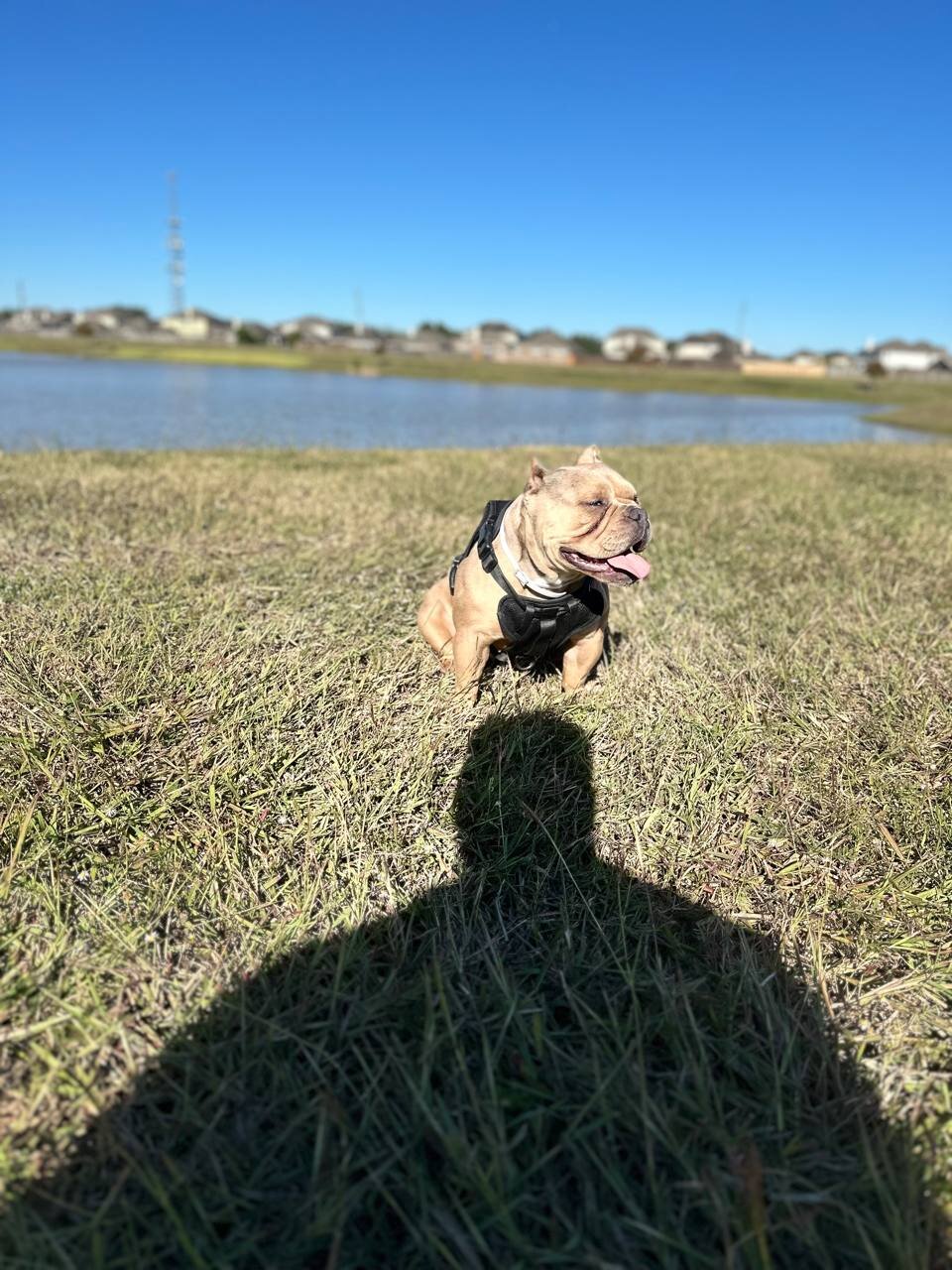 Micro Pocket Bully *Cookie* image 1