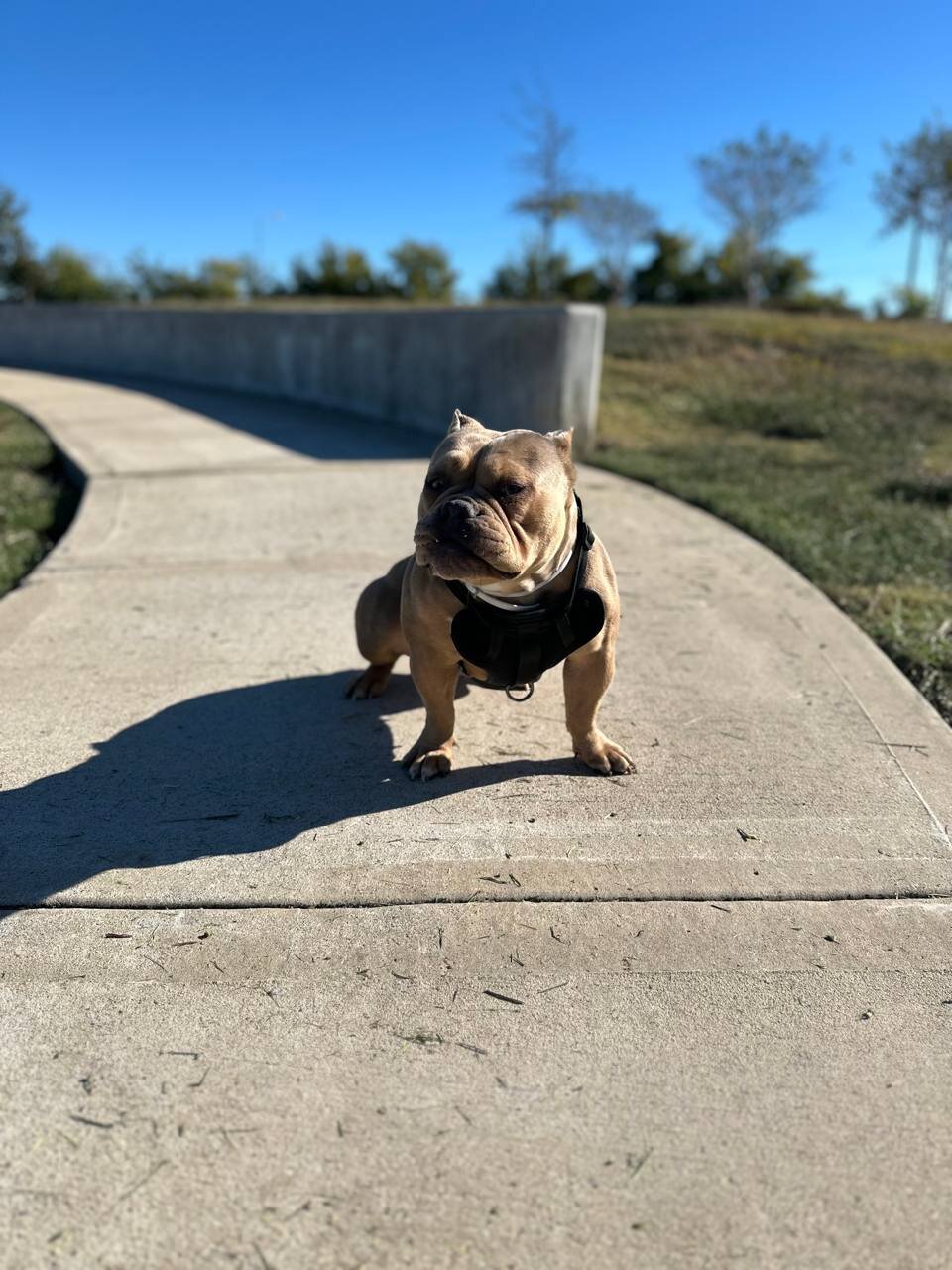 Micro Pocket Bully *Cookie* image 6