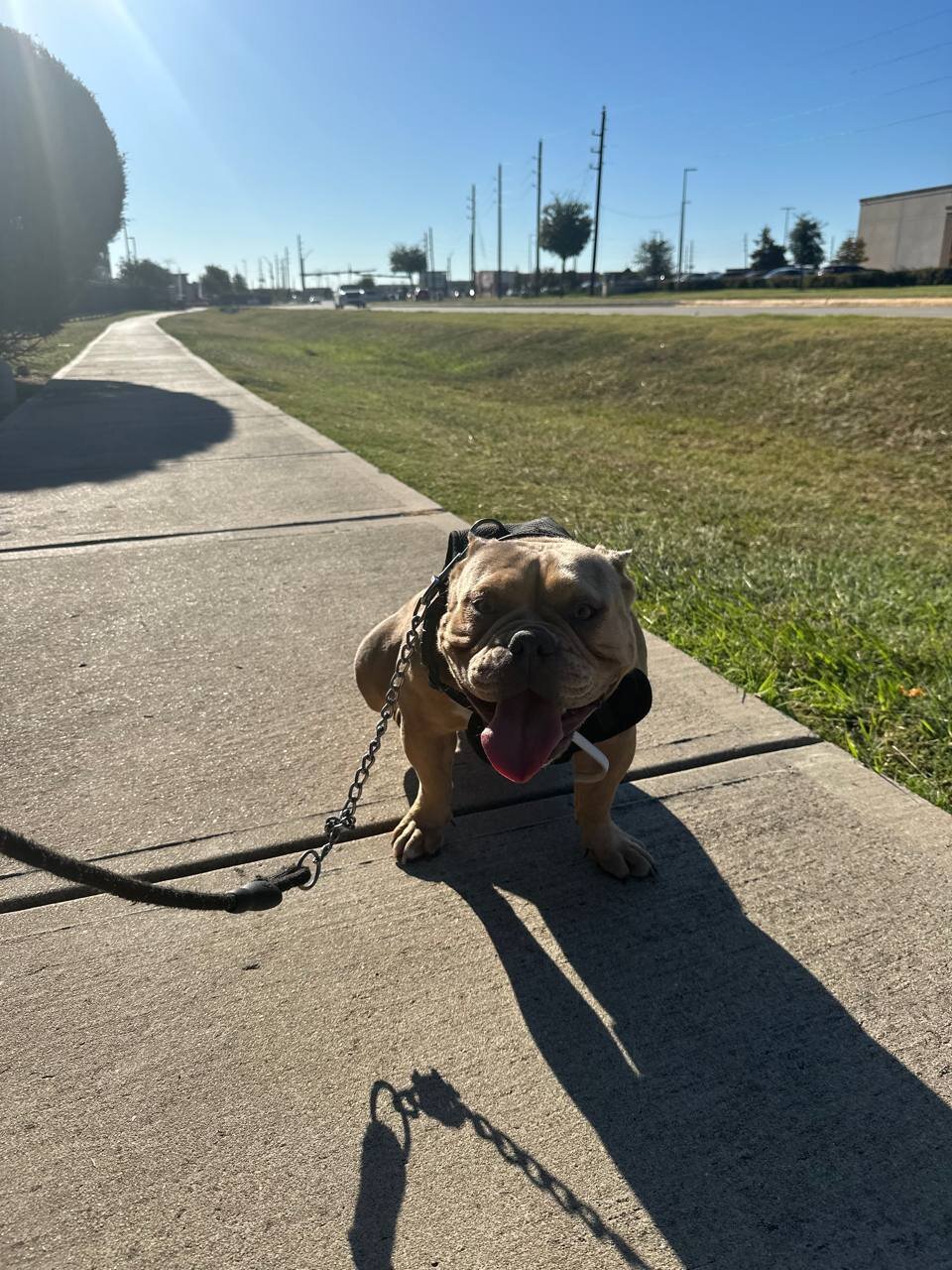Micro Pocket Bully *Cookie* image 7