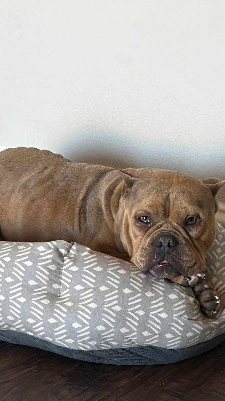 Micro Pocket Bully *Cookie* image 8