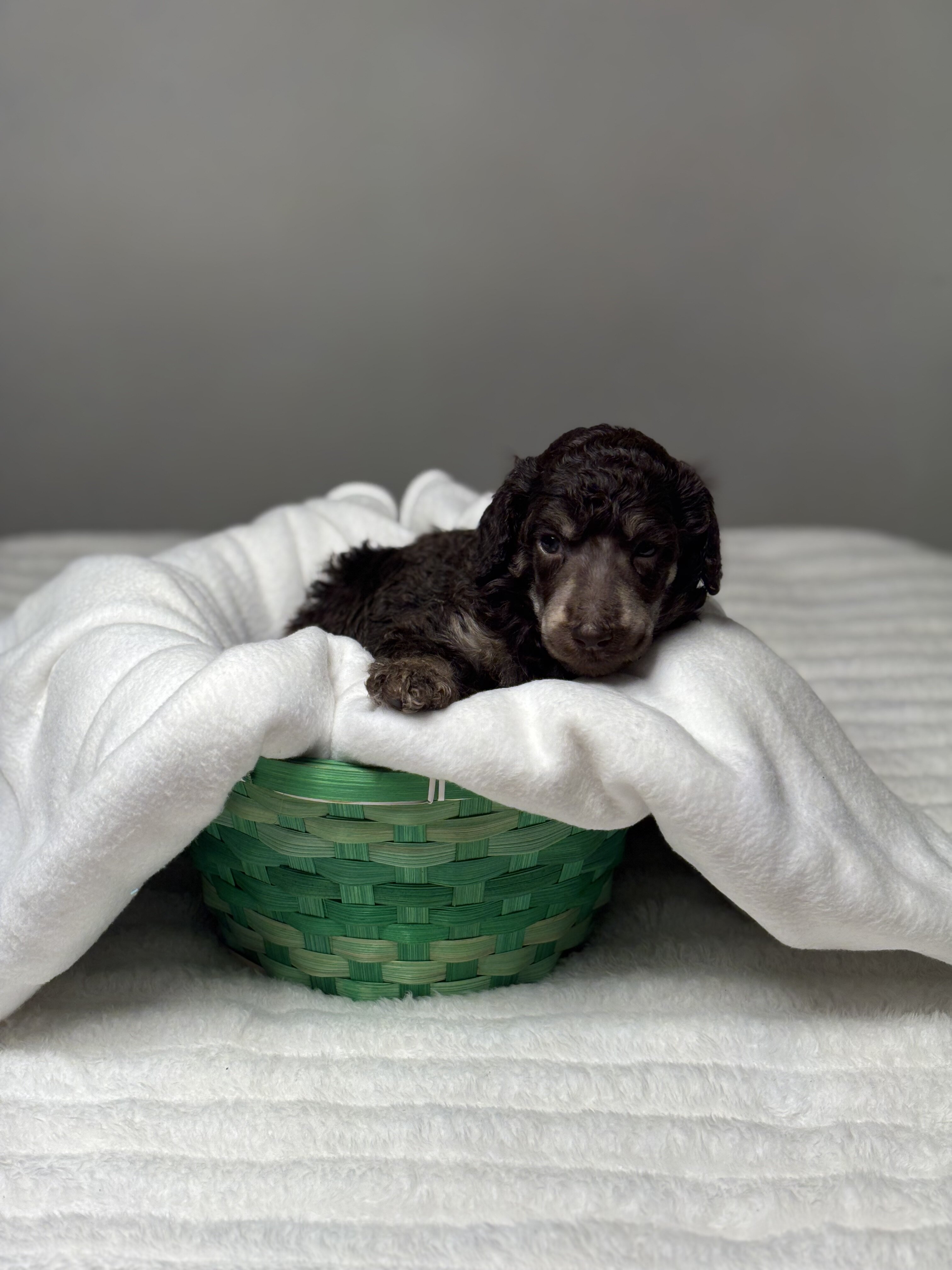 Standard Poodle Puppy - Brown - AKC image 3