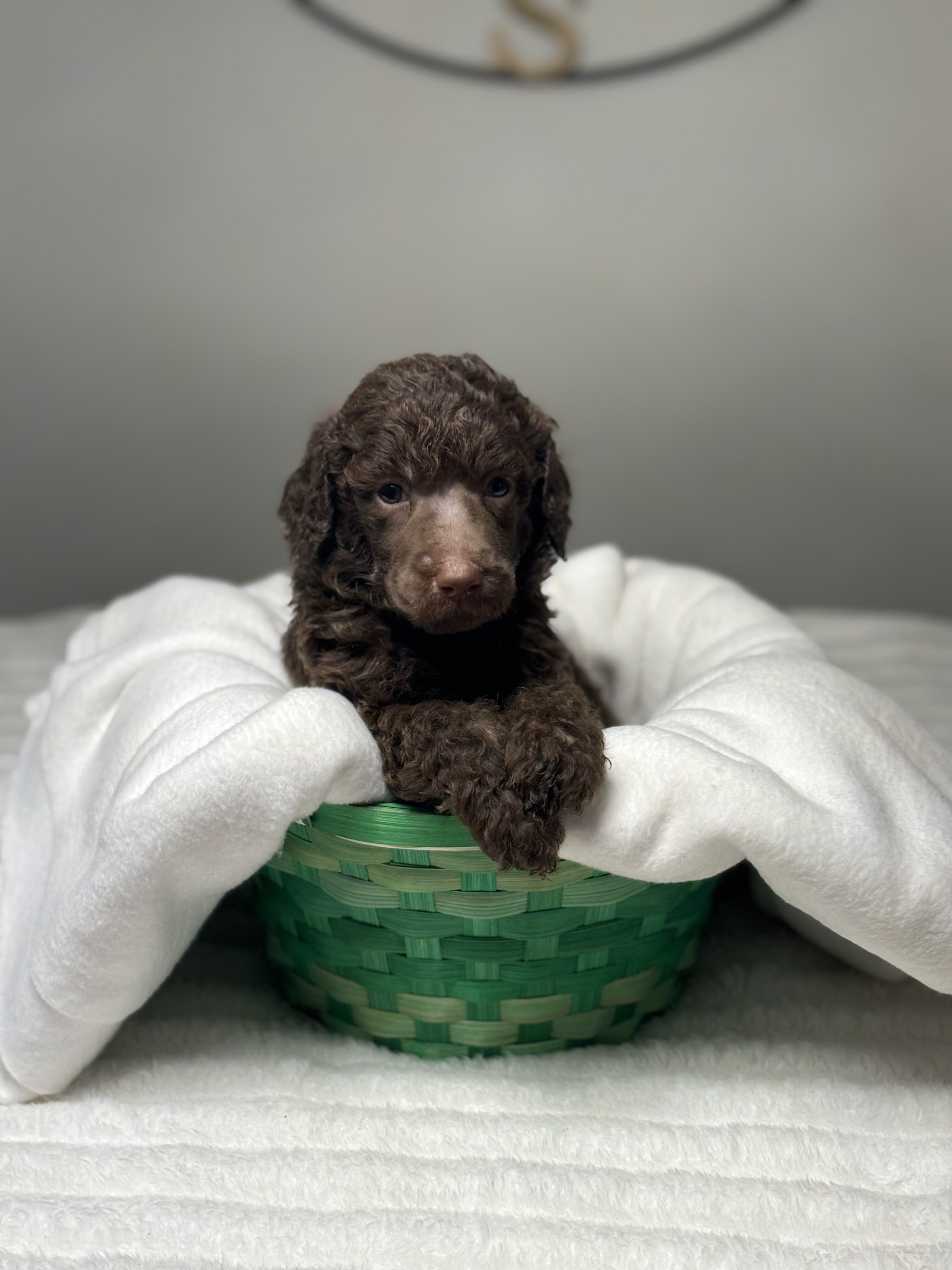 Standard Poodle Puppy - Brown - AKC image 1