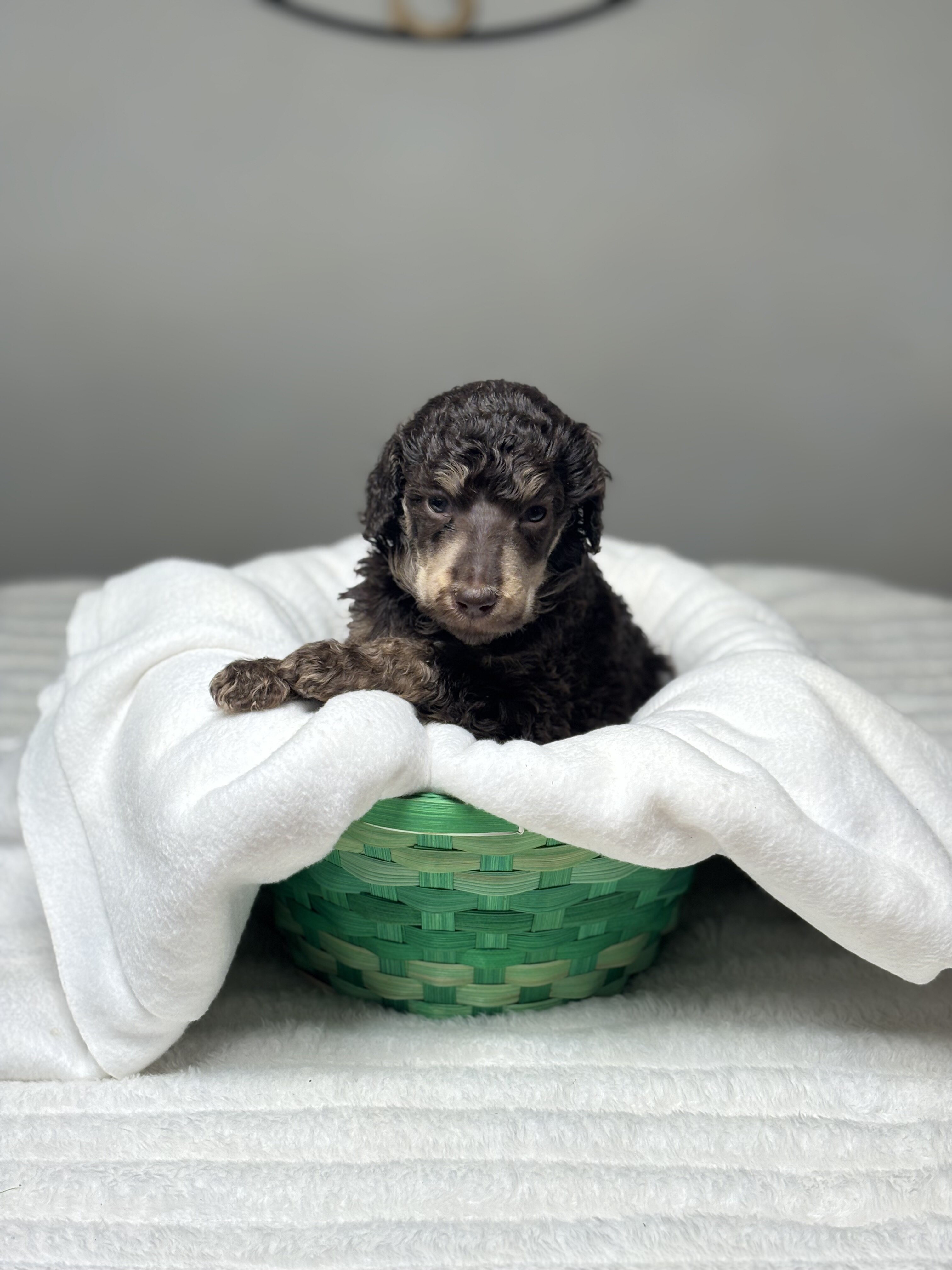 Standard Poodle Puppy - Brown - AKC image 2