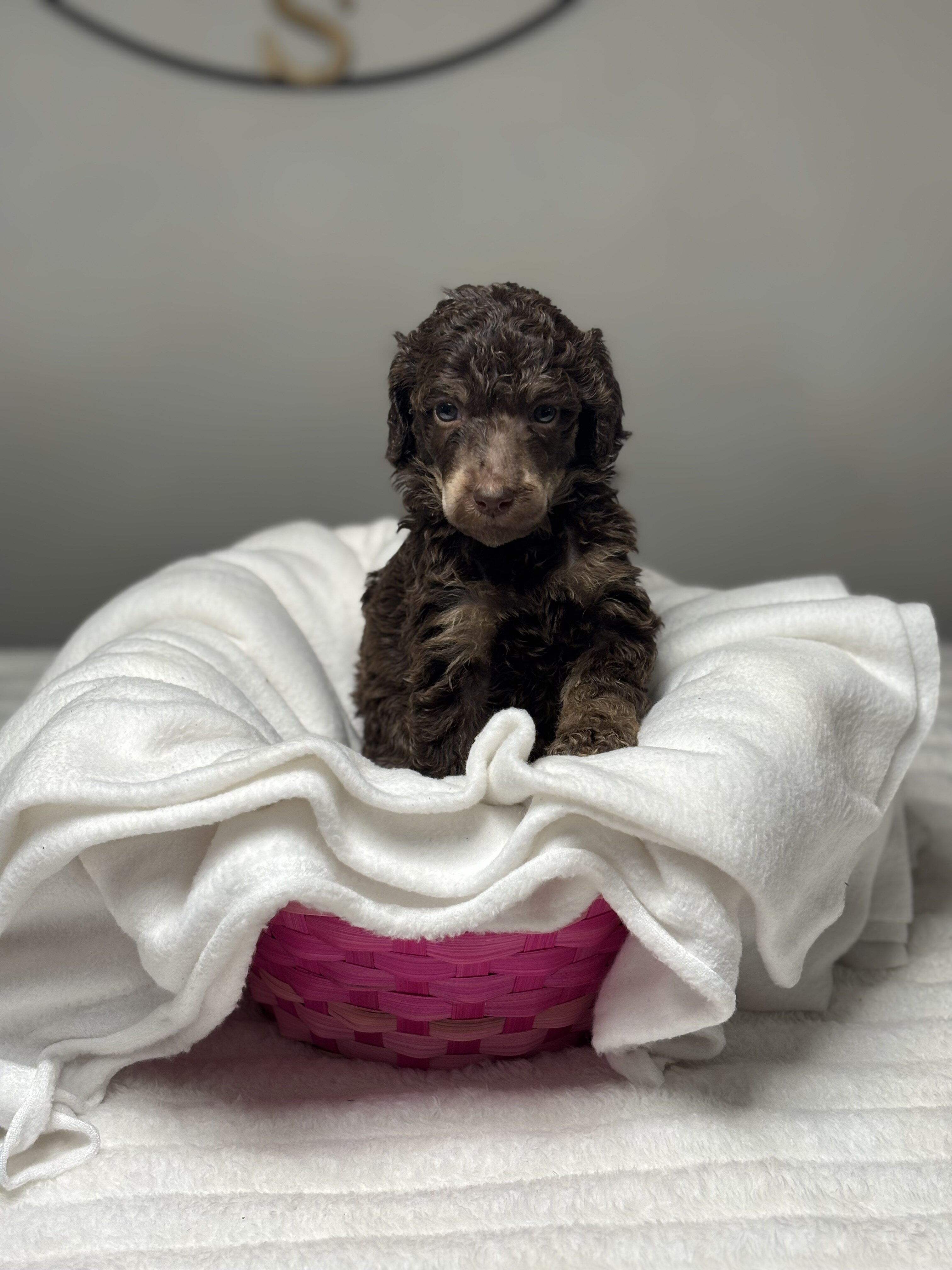 Standard Poodle Puppy - Brown - AKC image 4