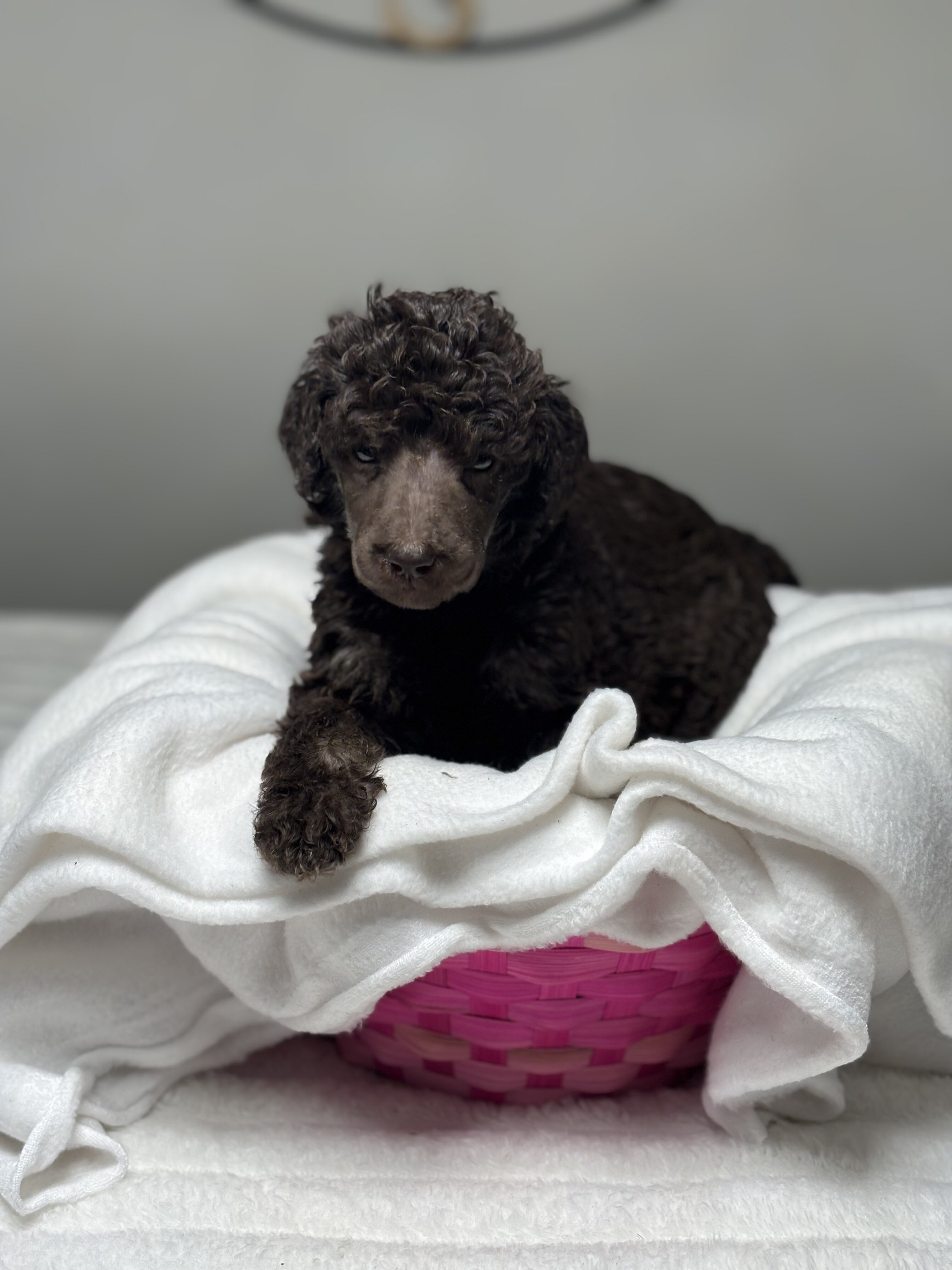 Standard Poodle Puppy - Brown - AKC image 5