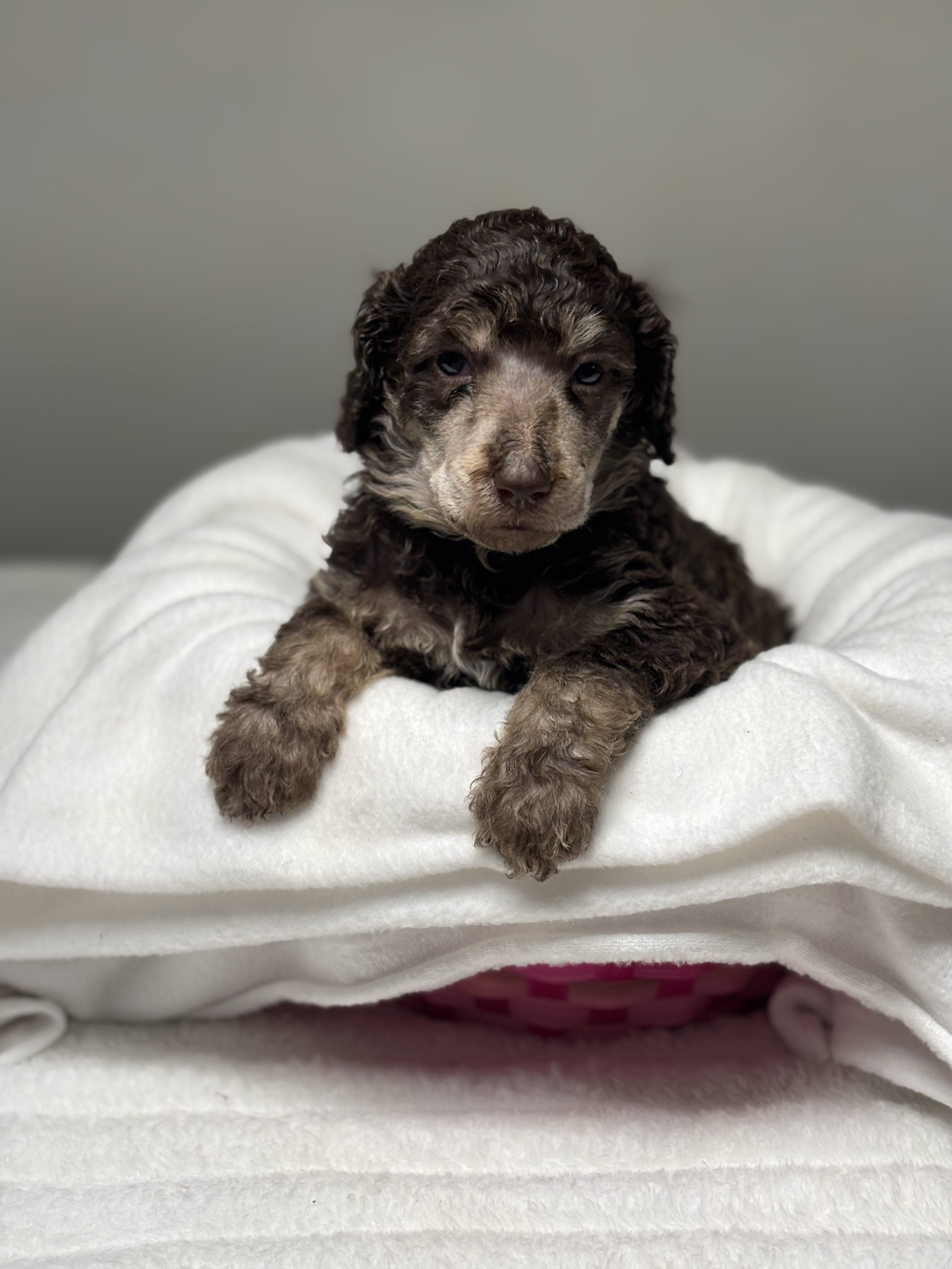 Standard Poodle Puppy - Brown - AKC image 6