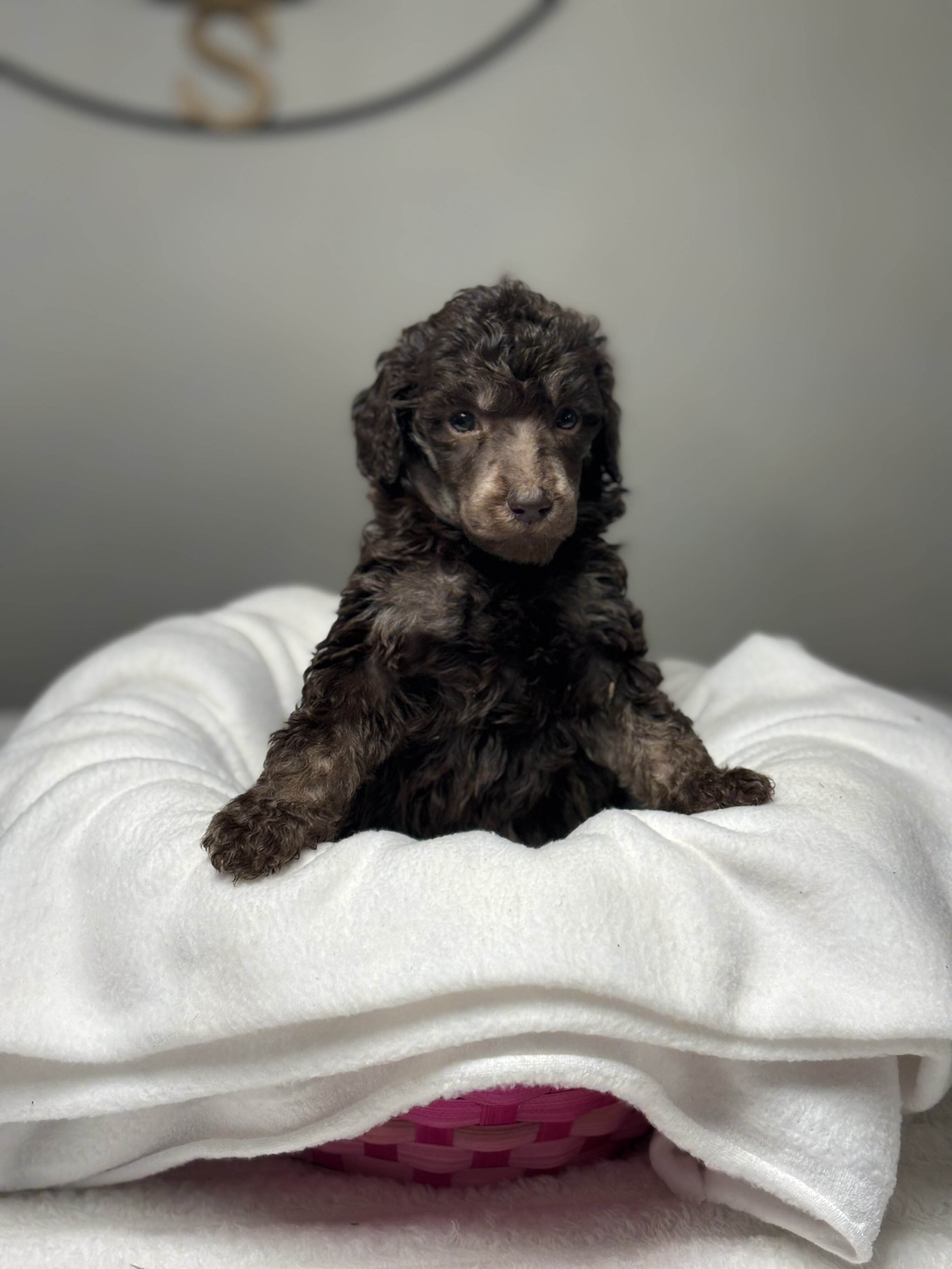 Standard Poodle Puppy - Brown - AKC image 7