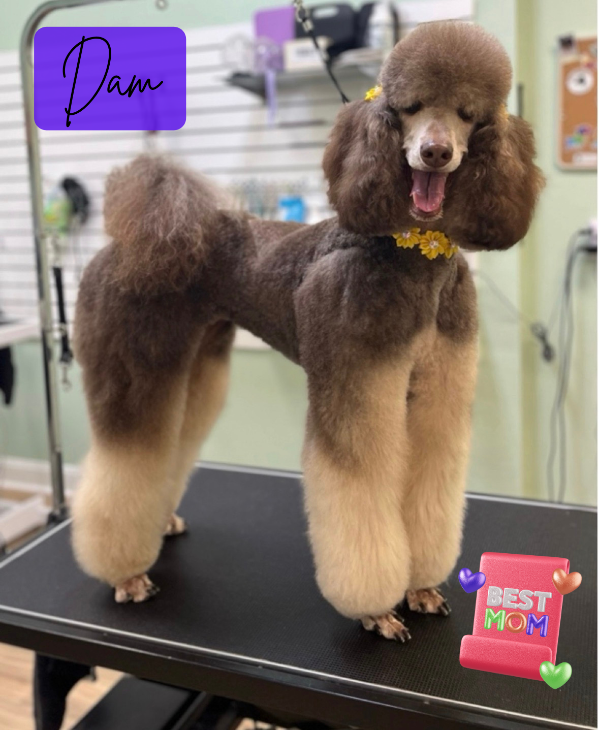 Standard Poodle Puppy - Brown - AKC image 8