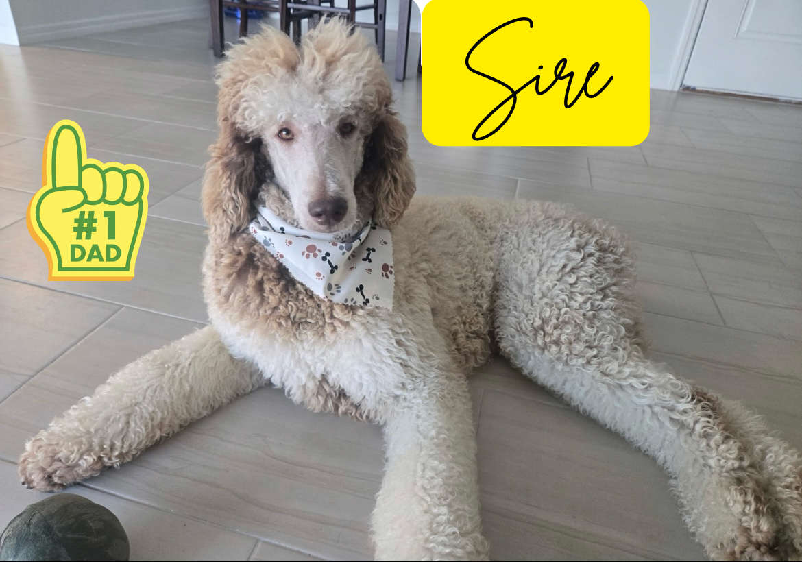 Standard Poodle Puppy - Brown - AKC image 9