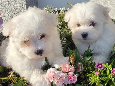 MALTESE PUPPIES FOR ADOPTION – 1 MALE & 1 FEMALE image 1