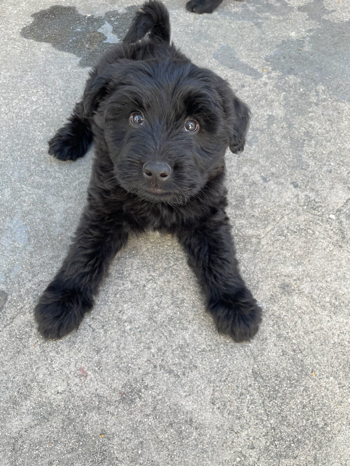 9 week Giant schnauzer image 1