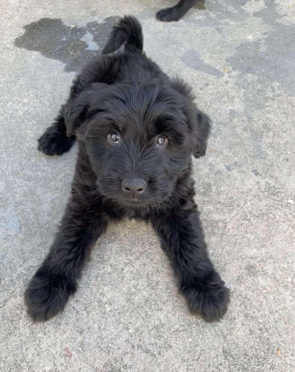 9 week Giant schnauzer image 3