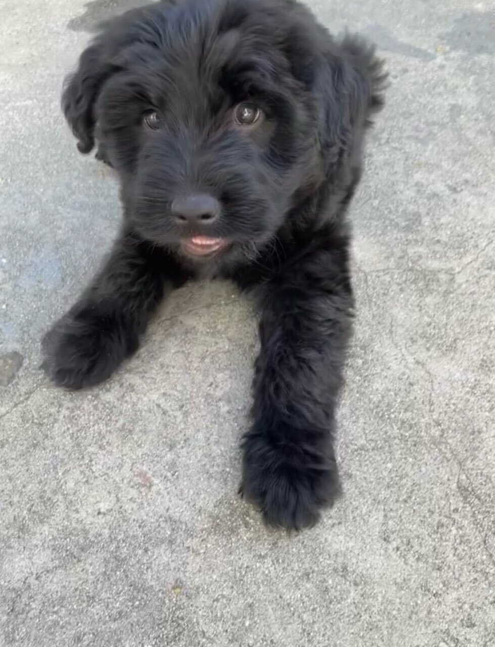 9 week Giant schnauzer image 2